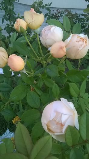 WP_20160712_05_38_27_Pro