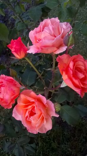 WP_20160712_05_37_36_Pro