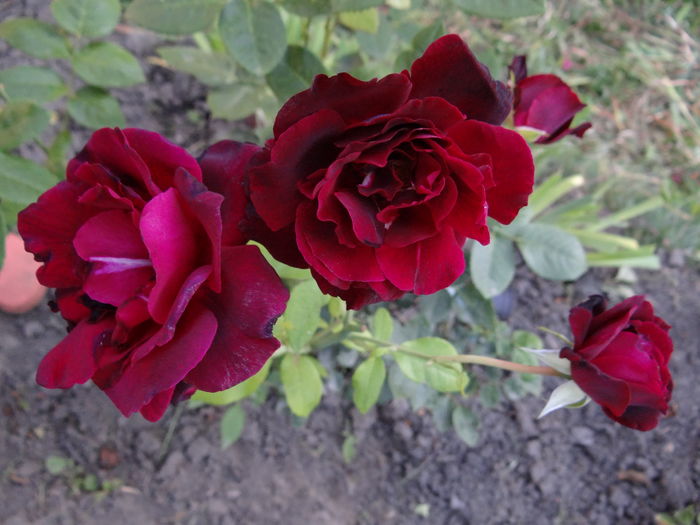 Dimov 48