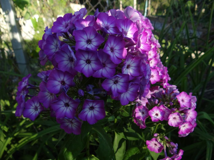 Flame Purple Eye - Iulie I