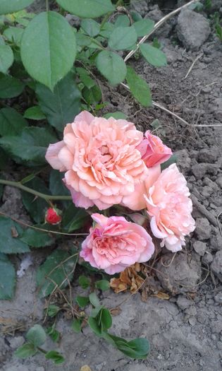 20160619_204300 - Trandafiri 2016