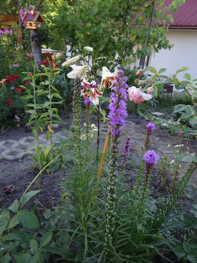 Liatris