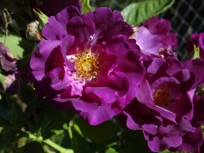 Rhapsody