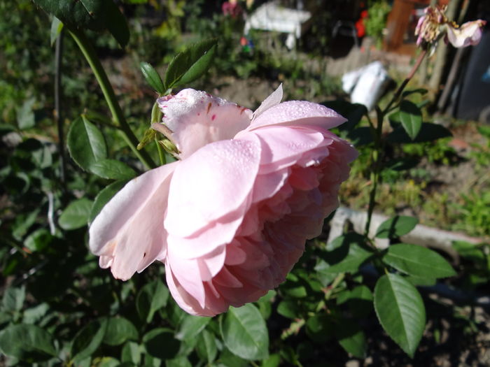 The Alnwick Rose