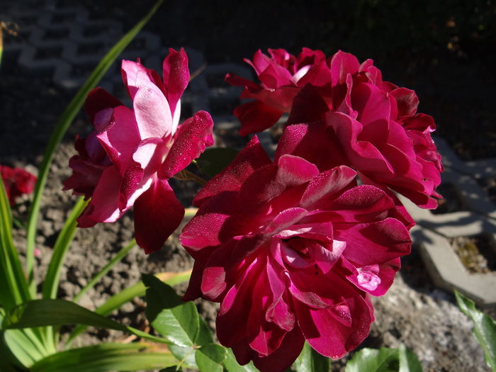 Burgundy Ice - Iulie I