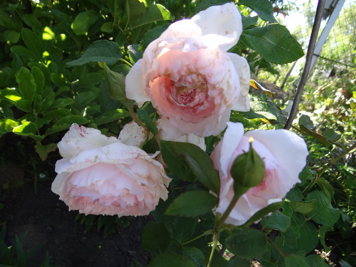 The Wedgewood Rose - Iulie I