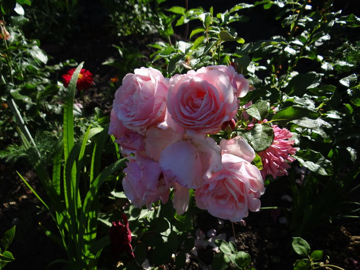 Billet doux - Iulie I