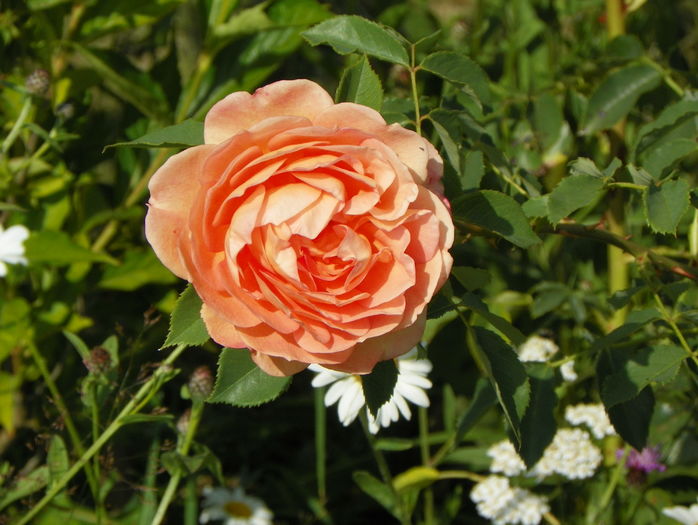 Lady of Shalott - Trandafiri 2016 3
