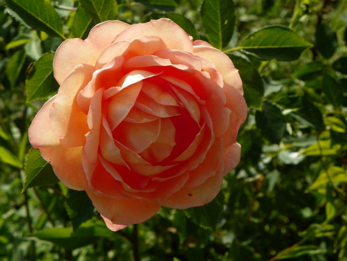 Lady of Shalott - Trandafiri 2016 3