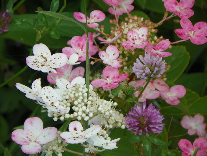 hydrangea Early Sensation - Dobarland 2016 2