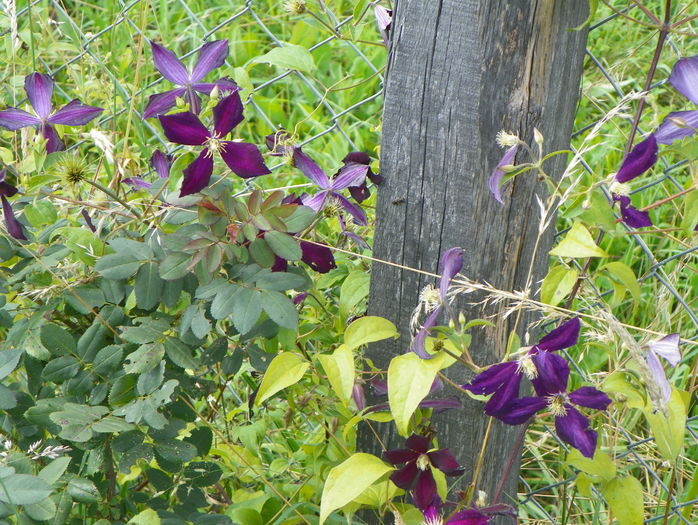 clematis Mikelite - Dobarland 2016 2