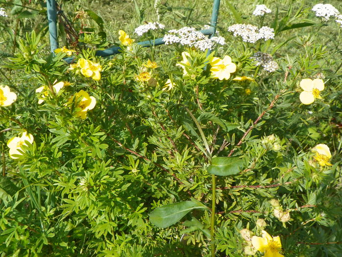 potentilla Goldfinger - Dobarland 2016 2