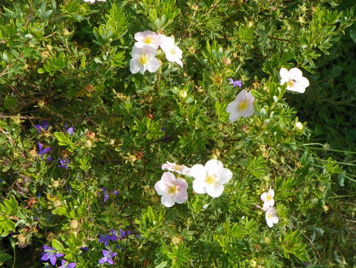potentilla Lovely Pink
