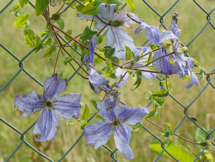 clematis Prince Charles