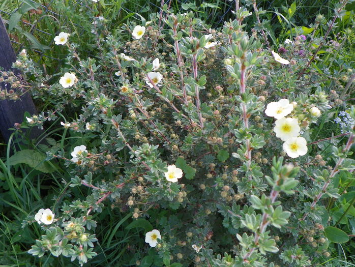 potentilla Primerose Beauty - Dobarland 2016 2
