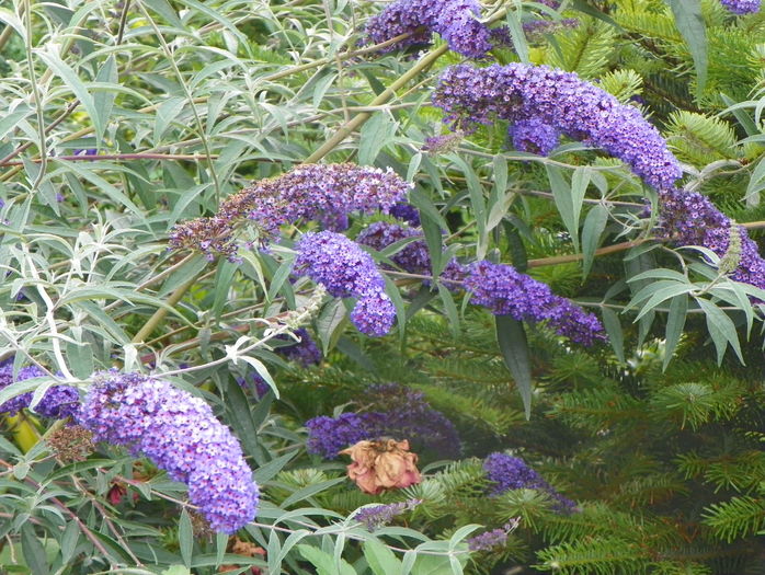 buddleja Empire Blue - Copacei si arbusti 2016