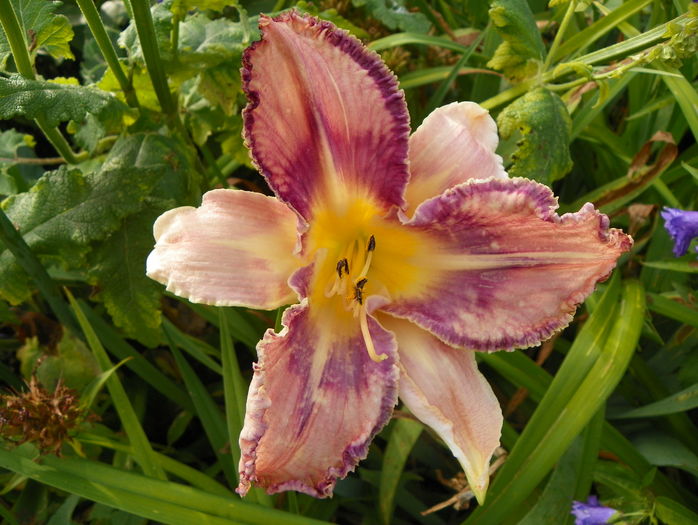 Mildred Mitchell - Hemerocallis 2016