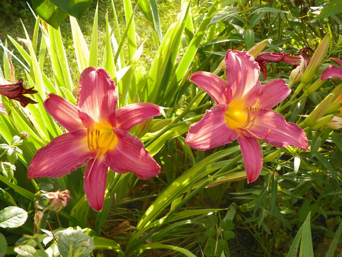 Summer Wine - Hemerocallis 2016