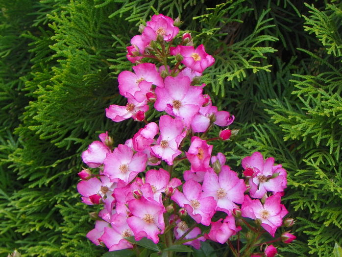 Juanita - Trandafiri 2016 - 3