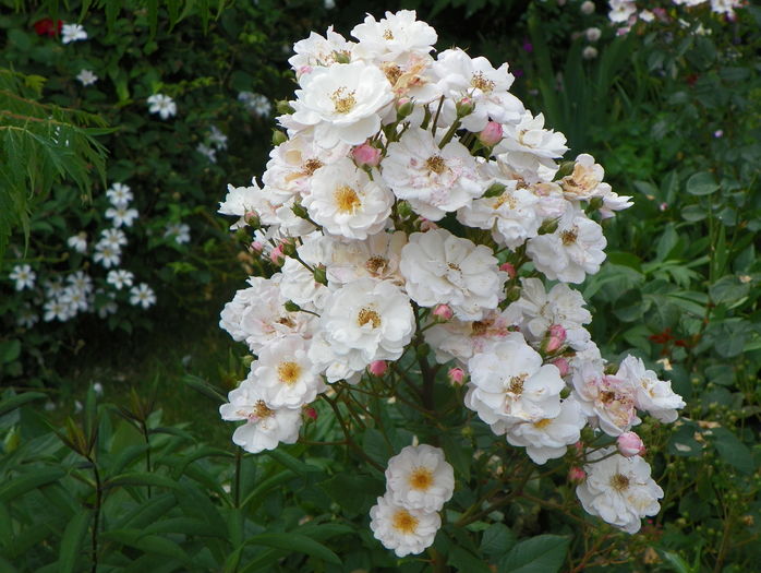 Jean Stephenne - Trandafiri 2016 - 3