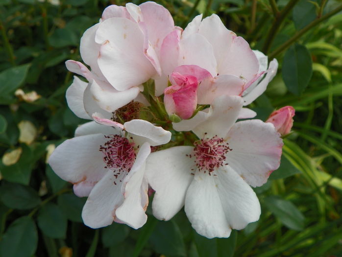 Astronomia - Trandafiri 2016 - 3