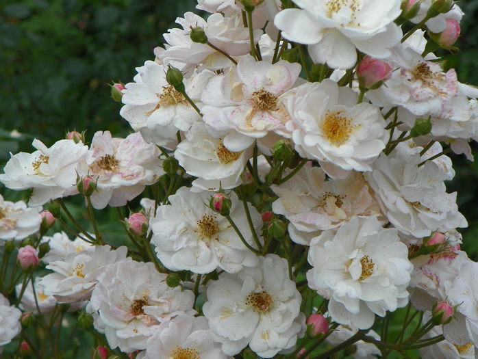 Jean Stephenne - Trandafiri 2016 - 3