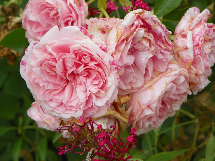 The Faun - Trandafiri 2016 - 3