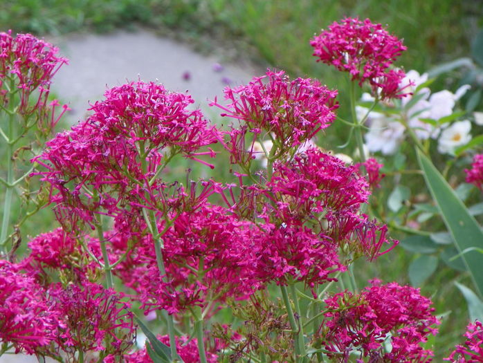 centranthus ruber