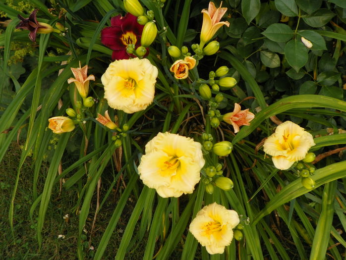 7 iul (48) - Hemerocallis 2016