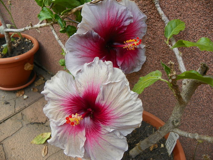 hibiscus Eva Paoloni - Vara 2016