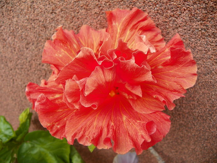 hibiscus Rosalind