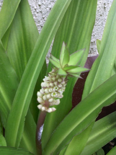 eucomis punctata
