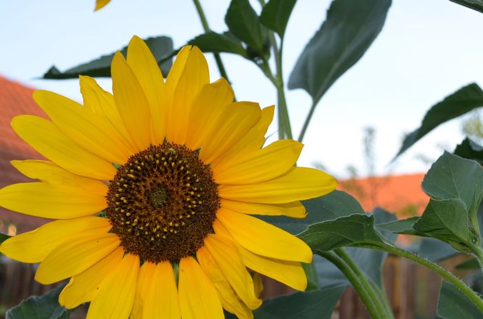 DSC_0040 - dragostea  de natura