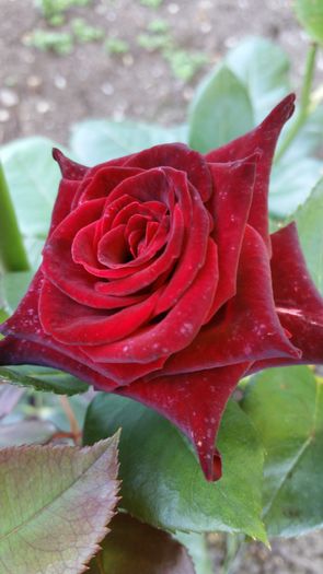 Black Baccara - Trandafiri 2016