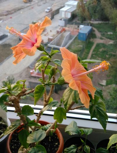 IMG_20160711_184538