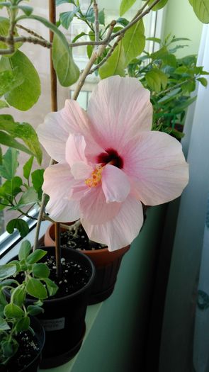 IMG_20160712_112850