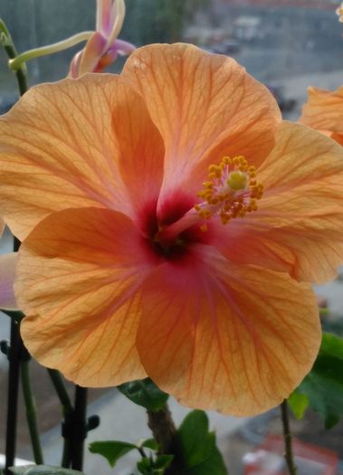 IMG_20160708_203441 - Hibiscus 2016