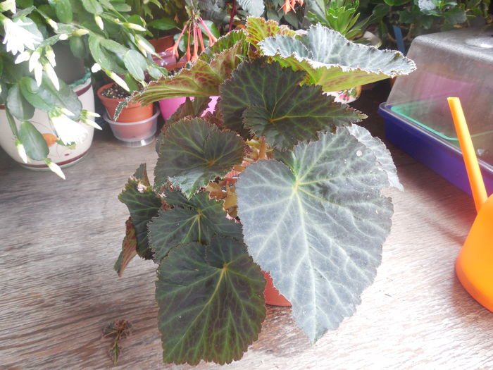 DSCN1044 - begonia