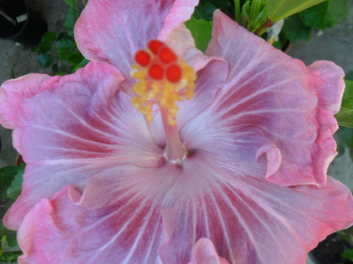 020 - hibiscusi 2016-3