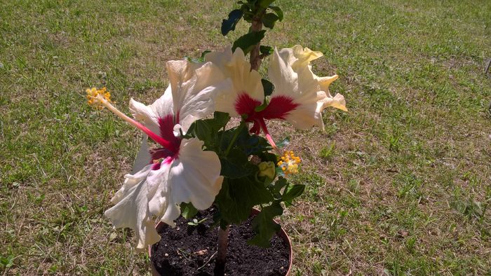 WP_20160712_12_49_21_Pro - Hibiscus Boreas White