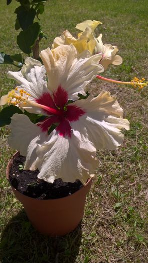 WP_20160712_12_49_44_Pro - Hibiscus Boreas White