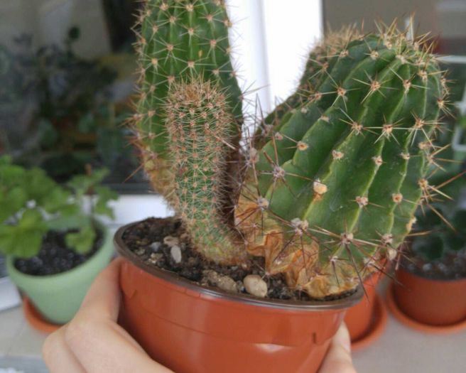 Echinopsis oxygona