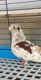 IMG_20160712_133146; Aceeași
