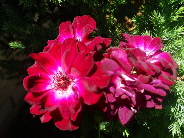 DSC03354 - Burgundy Iceberg