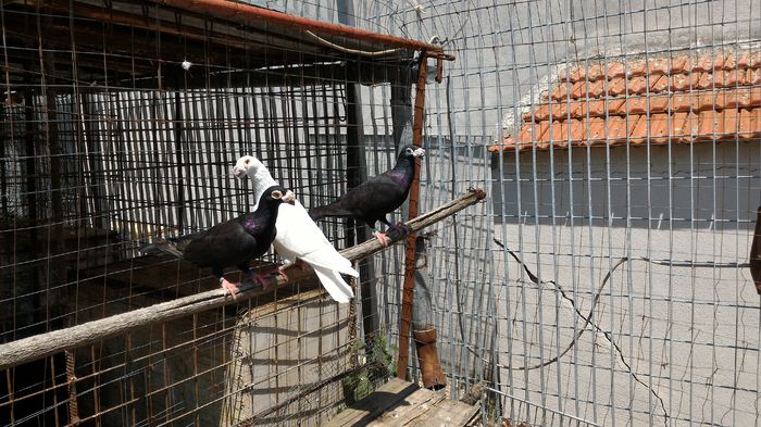 P_20160712_133444 - Voiajori Italiani de Frumusete