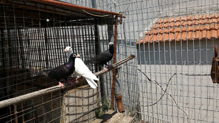 P_20160712_133436 - Voiajori Italiani de Frumusete