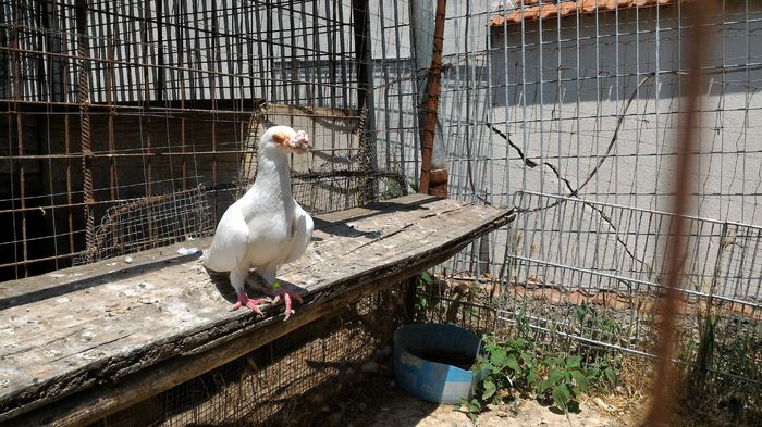 P_20160712_133414 - Voiajori Italiani de Frumusete