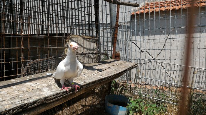 P_20160712_133405 - Voiajori Italiani de Frumusete