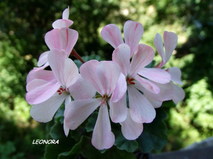 butterfly bicolor 1- - Hibrizi pelargonium obtinuti de mine