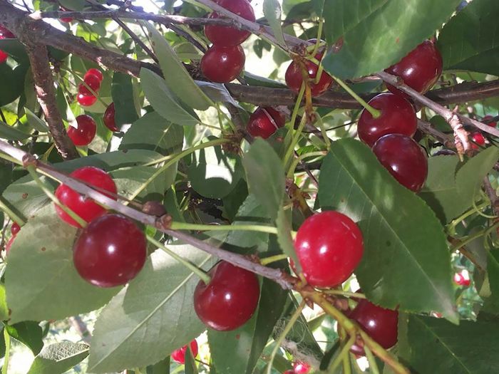 13528788_1295090583854147_2285072735837523986_n